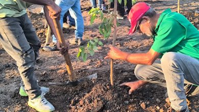 Sembrados más de 300 árboles por 332° aniversario de Guacara