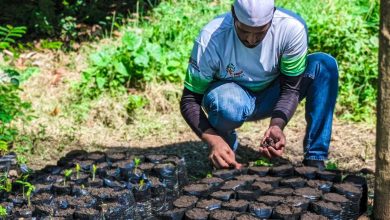 Avanza elaboración de sustrato orgánico y germinación de semillas para Plan Nacional de Reforestación en Carabobo