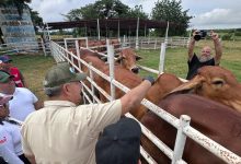 Zulia ocupa primer lugar del país en cobertura de vacunación antiaftosa con 978.000 dosis aplicadas