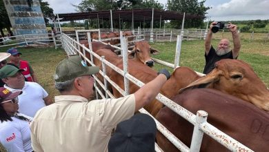 Zulia ocupa primer lugar del país en cobertura de vacunación antiaftosa con 978.000 dosis aplicadas