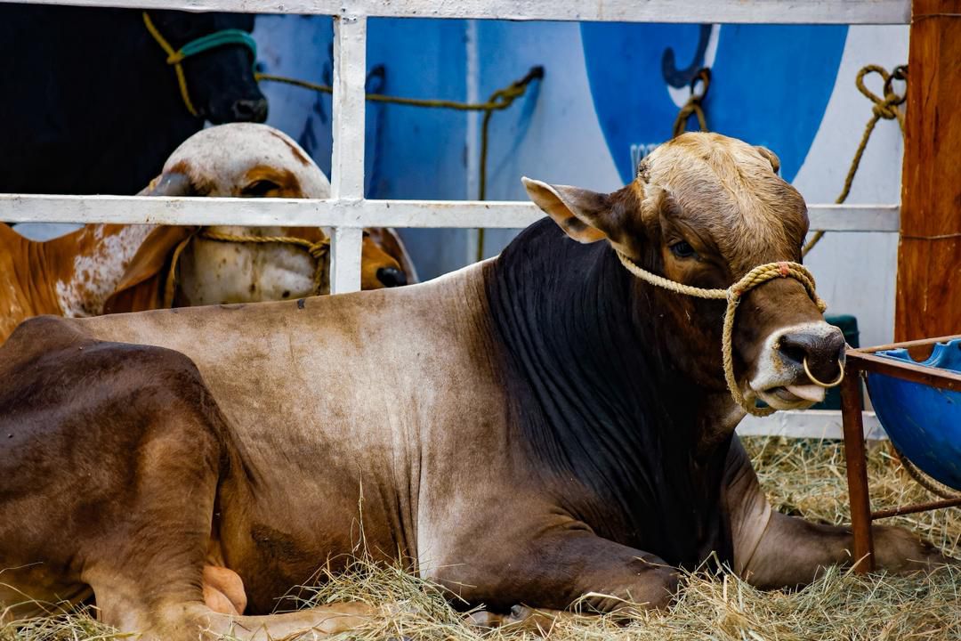 El Zulia Potencia impulsa Agenda de Desarrollo