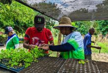 Avanzan trabajos de producción de más de 5 mil plantas forestales en Juan José Mora