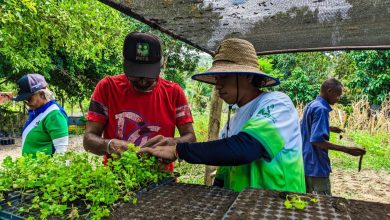 Avanzan trabajos de producción de más de 5 mil plantas forestales en Juan José Mora