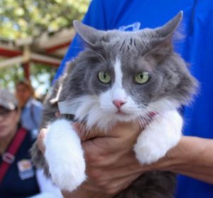 Vacunación antirrábica de mascotas llega a la parroquia Juana de Ávila de Maracaibo