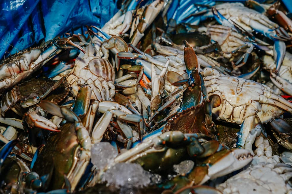 Operativo “Venezuela Come Pescado” se despliega en el municipio San Francisco con 25 toneladas