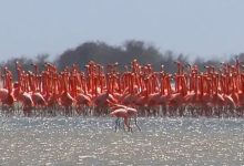 Zulia: Flamencos inician cortejo en la Ciénaga de Los Olivitos