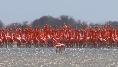 Zulia: Flamencos inician cortejo en la Ciénaga de Los Olivitos