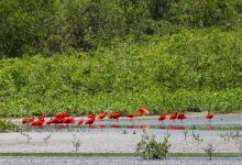 Carabobo demostró su gran diversidad con el avistamiento de más de mil aves durante el Global Big Day