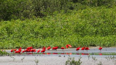 Carabobo demostró su gran diversidad con el avistamiento de más de mil aves durante el Global Big Day