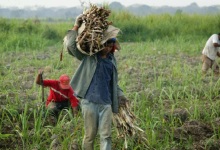 Agroalientación