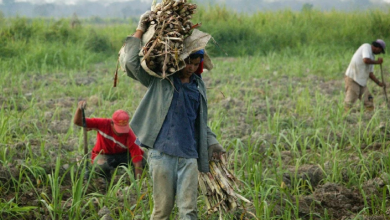 Agroalientación