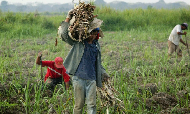 Agroalientación