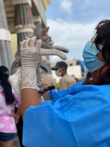 Activan despliegue masivo de vacunación antirrábica en el estado Zulia
