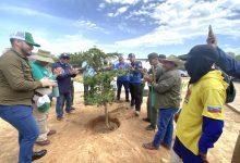 Zulia: Inicia Plan de Reforestación Chuquisaca con el establecimiento de mil árboles autóctonos