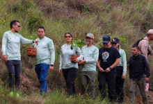 Reforestación