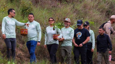 Reforestación