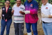 Alcaldía de Maracaibo inicia vacunación de 4.700 bovinos contra la fiebre aftosa