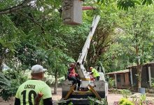 Gobierno de Carabobo desplegó jornada de poda en Jardín Botánico de Naguanagua