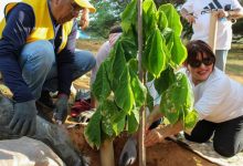 Concejo Municipal de Maracaibo debate nueva ordenanza de arboricultura urbana