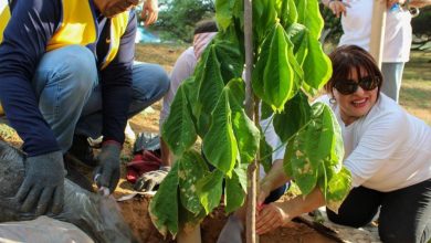Concejo Municipal de Maracaibo debate nueva ordenanza de arboricultura urbana