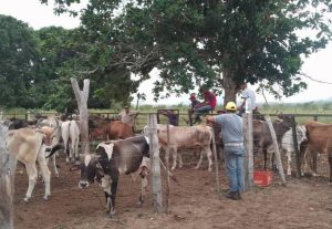 Instalan el Estado mayor para la caracterización del rebaño bovino de Maracaibo