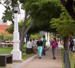 Concejo Municipal de Maracaibo debate nueva ordenanza de arboricultura urbana