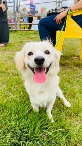 Feria Animalista incluirá jornada especial de vacunación antirrábica en Maracaibo
