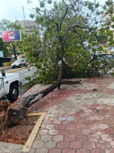 Zulia: Tras fuertes precipitaciones en Maracaibo se desplegó el IMA ante reporte de árboles caídos