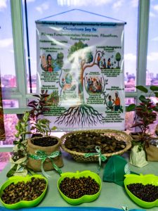 Concejo Municipal de Maracaibo aprueba primera ordenanza de Arboricultura Urbana de Venezuela