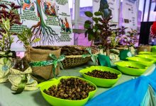 Concejo Municipal de Maracaibo aprueba primera ordenanza de Arboricultura Urbana de Venezuela