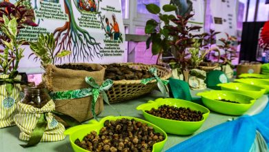 Concejo Municipal de Maracaibo aprueba primera ordenanza de Arboricultura Urbana de Venezuela
