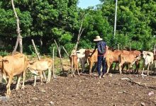 Alcaldía Bolivariana de Maracaibo inició Plan Nacional de Caracterización de Ganadería Bovina