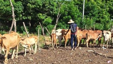 Alcaldía Bolivariana de Maracaibo inició Plan Nacional de Caracterización de Ganadería Bovina