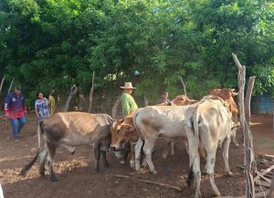 Alcaldía Bolivariana de Maracaibo inició Plan Nacional de Caracterización de Ganadería Bovina