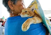 Actualizan ordenanza de protección animal en el municipio Maracaibo