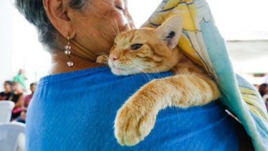 Actualizan ordenanza de protección animal en el municipio Maracaibo