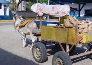 Actualizan ordenanza de protección animal en el municipio Maracaibo