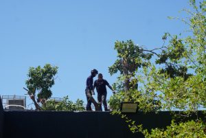 En el Zulia bomberos y Alcaldía de San Francisco brindan atención a las afectaciones por árboles caídos