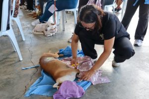 Aprueban histórica reforma a la Ordenanza de Protección Animal en Maracaibo