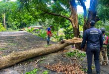 Gestión Elizabeth Niño desplegó cuadrillas para atender emergencias por lluvias y fuertes vientos en Naguanagua