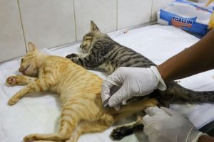 Instituto Municipal de Protección Animal cuenta con propia farmacia