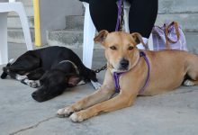 Instituto Municipal de Protección Animal cuenta con propia farmacia