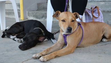 Instituto Municipal de Protección Animal cuenta con propia farmacia