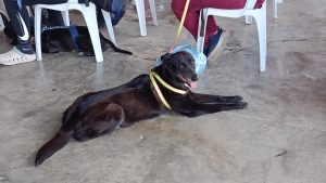 Instituto Municipal de Protección Animal cuenta con propia farmacia